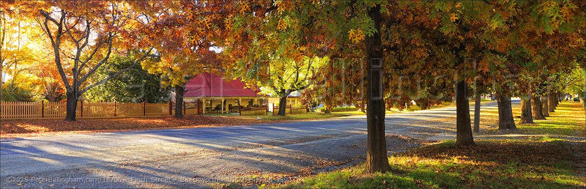 Peter Bellingham Photography Finch Street - Beechworth - VIC (PBH4 00 13933)